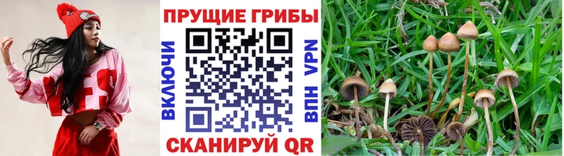 Галлюциногенные грибы Psilocybine cubensis  Купить закладки  Чита 